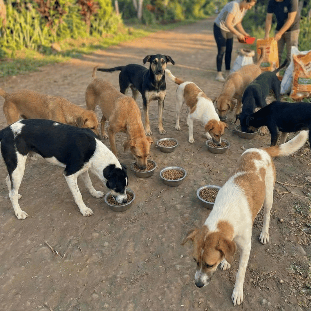 Rescue Paws feeding operation photos